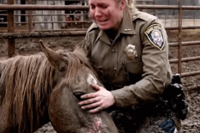 Broken in Rural Ohio: The heartbreaking moment a Deputy ruins her uniform to hold a dying mare who had given up on life in the freezing mud.