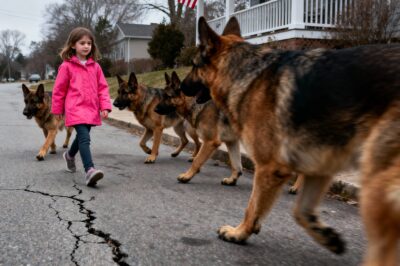 I Was a Burnt-Out Reporter Who Moved to the Suburbs for Peace. Then I Started Filming the Little Girl Next Door. What I Uncovered Changed Everything. She Was 6 Years Old, Walking 5 Massive K-9s Alone Every Morning. I Thought It Was a Story. I Was Wrong. I Was the One Who Called a Single Photo That Brought Hell to Her Door. And When I Finally Went Inside That Broken-Down House During the Storm… I Found the Secret She Was Hiding from the World.
